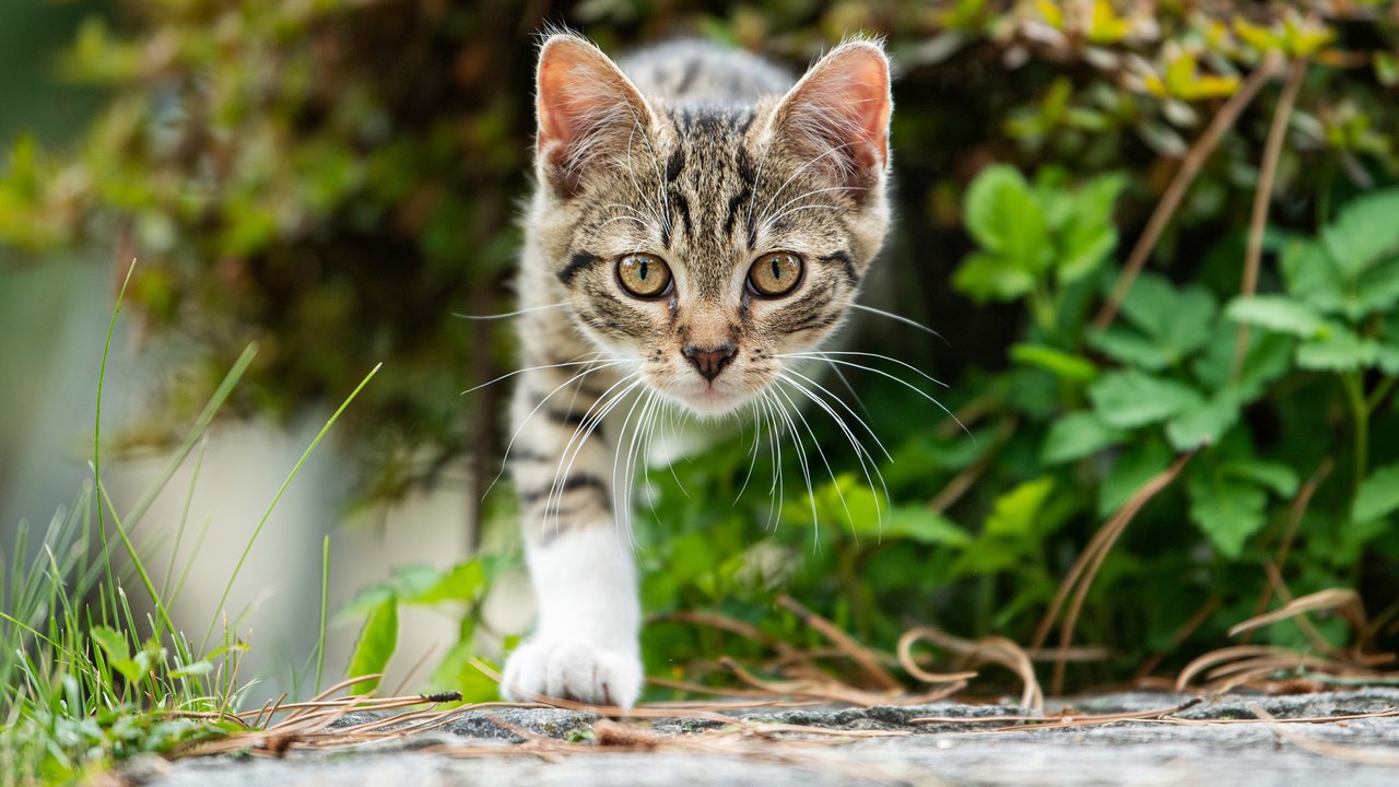 Freigänger-Katze allein lassen: So gelingt die Urlaubs-Betreuung