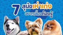 7 สายพันธุ์สุนัขเห่าเก่ง อยากเลี้ยงต้องรู้ ก่อนกลายเป็นปัญหา
