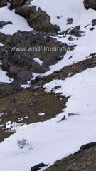 Snow Leopard cubs playing and sliding down a snow tongue for fun, in cute bratty kiddy mode