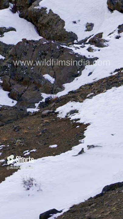 Snow Leopard cubs playing and sliding down a snow tongue for fun, in cute bratty kiddy mode