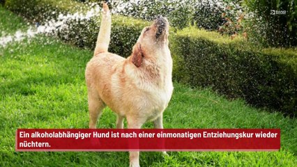 Erfolgsgeschichte: Hund nach einem Monat ohne Alkohol wieder nüchtern 🐶