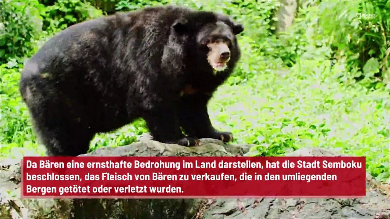 Japan: Stadt stellt Automaten mit Bärenfleisch auf