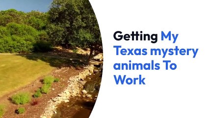 Getting My Texas mystery animals To Work