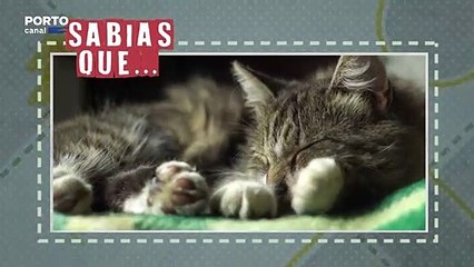 Sabias que os gatos dorme 2/3 do dia?