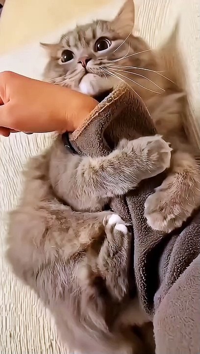 My time⌚ pas️ kittens love ❤️ with me