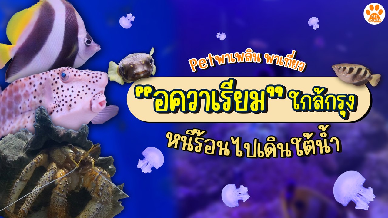 One Day Trip Pet พาเพลิน พาเที่ยว อควาเรียมใกล้...