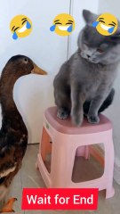A duck fun with  a cat