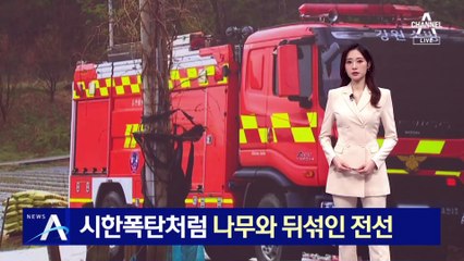 시한폭탄처럼 나무와 뒤섞인 전선…지중화 힘들면 수목 정리라도