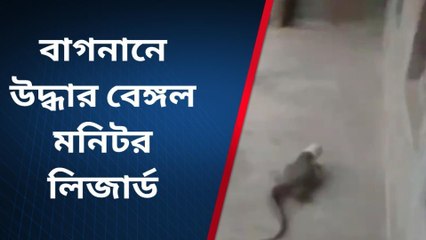বাগনান: মুখে প্লাস্টিক কৌটো আটকে গ্রামের মধ্যে ঘুরে বেড়াচ্ছে ভয়ঙ্কর প্রাণী