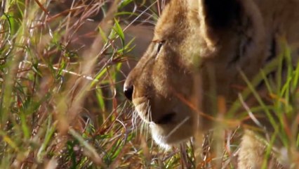 Lion Life Style  with cubs & lioness