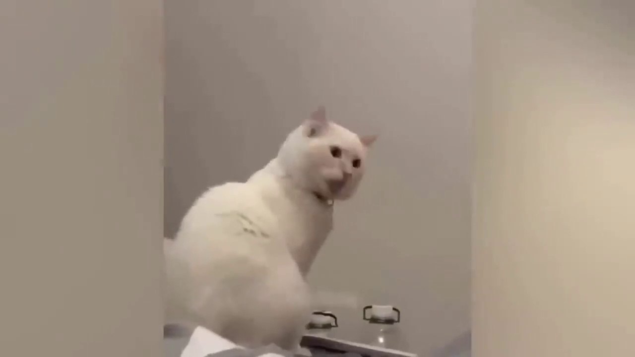 Best Funny Dogs And Cats Videos