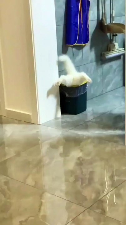 Cute and funny cat videos compilation part 2