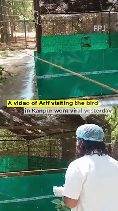 A video Of Arif Khan Visiting The Bird In Kanpur Went Viral: The sarus is seen jumping in excitement