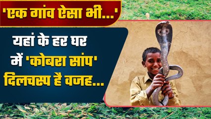 India Snake Village: एक ऐसा गांव जहां हर घर में हैं Cobra ? | Shetphal Village | वनइंडिया हिंदी