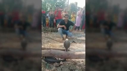 नर्मदापुरम: खेत में रखे कबेलू में घुसा कोबरा, लोगों में मचा हड़कंप
