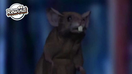 Kapuso Rewind: A wise rat once said... (Daldalita)