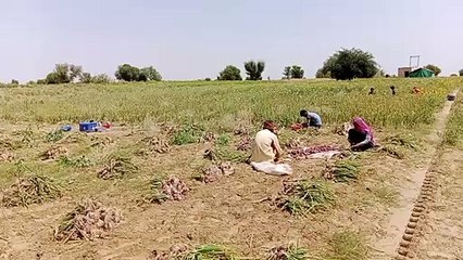 रुला रहा प्याज, नाममात्र के मिल रहे भाव