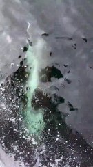 Dolphins off Hastings