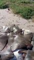 Dezenas de raias mortas dão à costa numa praia do Rio de Janeiro