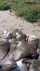 Dezenas de raias mortas dão à costa numa praia do Rio de Janeiro