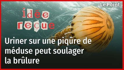 Uriner sur une piqûre de méduse soulage-t-il vraiment la douleur ?
