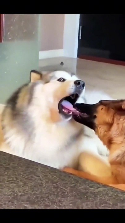 Dog Funny Moments | Animals Funny Moments | Cute Pets | Funny Animals #animals #pets #dog #cutepets