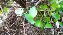 Inédito! Abelhas formam grande colmeia entre os cipós de uma árvore