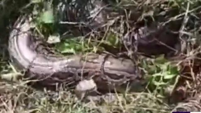 पश्चिमी चंपारण: रिहायशी क्षेत्र में निकला अजगर, घंटो मशक्कत के बाद किया गया रेस्क्यू