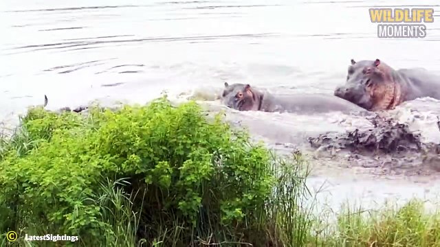 Wild Animals Become Heroes! 45 Lucky Animals Are Rescued From Predators