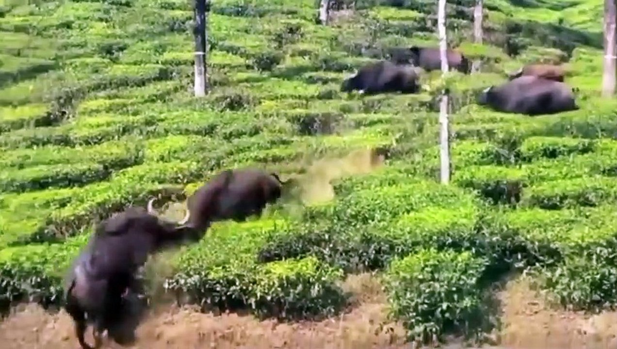 20 combats d'animaux sauvages EXTRÊMES