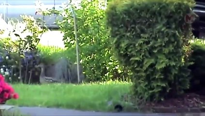 20 fois où des mères animaux ont sauvé leurs bébés de prédateurs