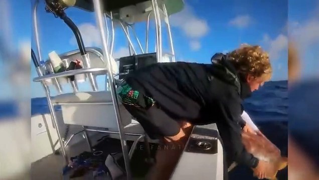 30 fois où les animaux marins se sont trompés avec le mauvais adversaire (2)