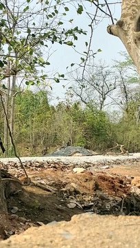 Naxal Terror: नक्सलियों ने प्लांट किया था 5 किलो का IED बम, BDS टीम ने किया डिफ्यूज