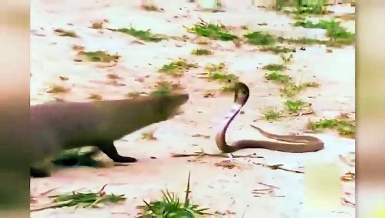 When Animals Messed With The Wrong Opponent!