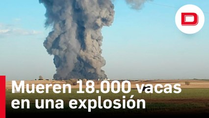 Una explosión en una granja mata a 18.000 vacas en Texas