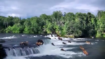 30 معارك الحيوان الأكثر جنونًا في كل العصور