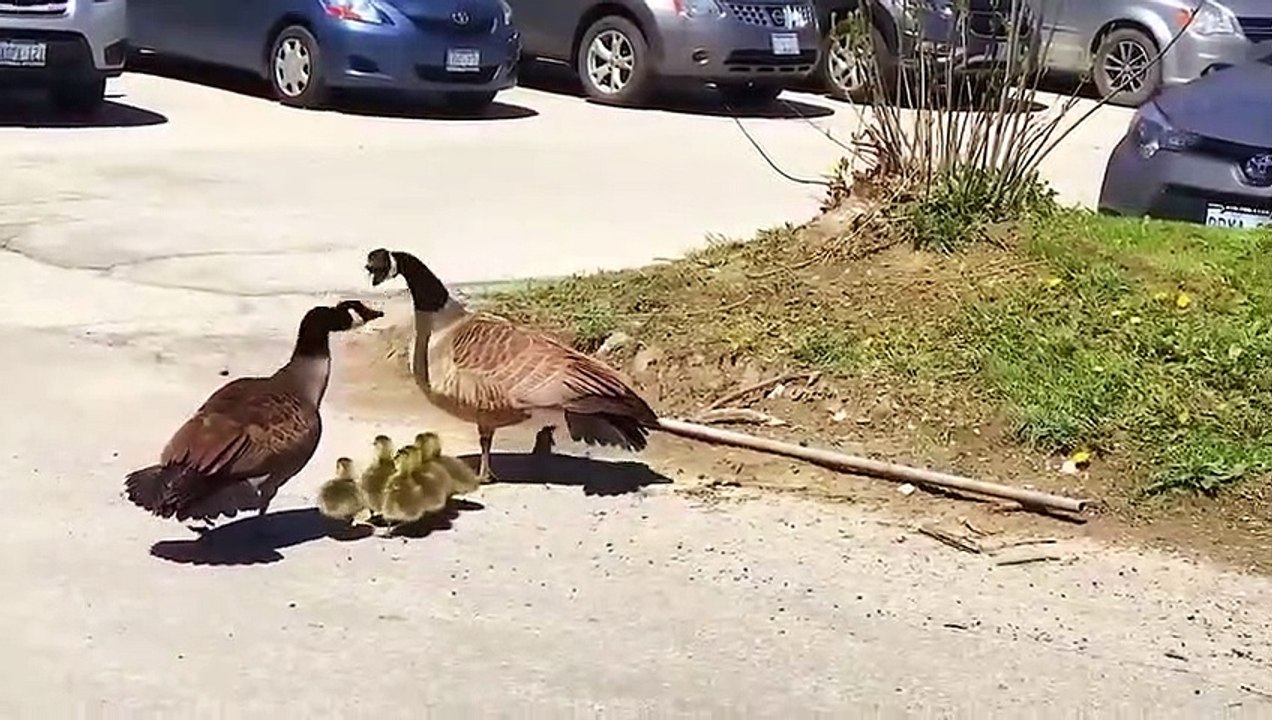 100 قتال حيواني الأكثر جنونًا في كل العصور 2023