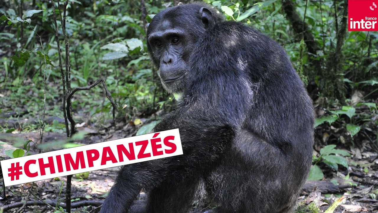 Avec Sabrina Krief à la rencontre des grands singes en Ouganda - Là, dehors