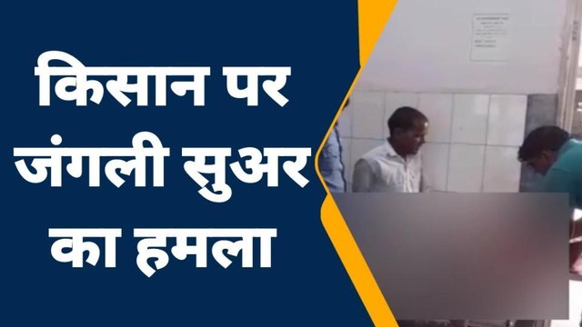 रामपुर: गेहूं काट रहे किसान पर जंगली सुअर ने किया हमला, जख्मी