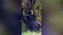 Buffalo tries to bite a lion's balls