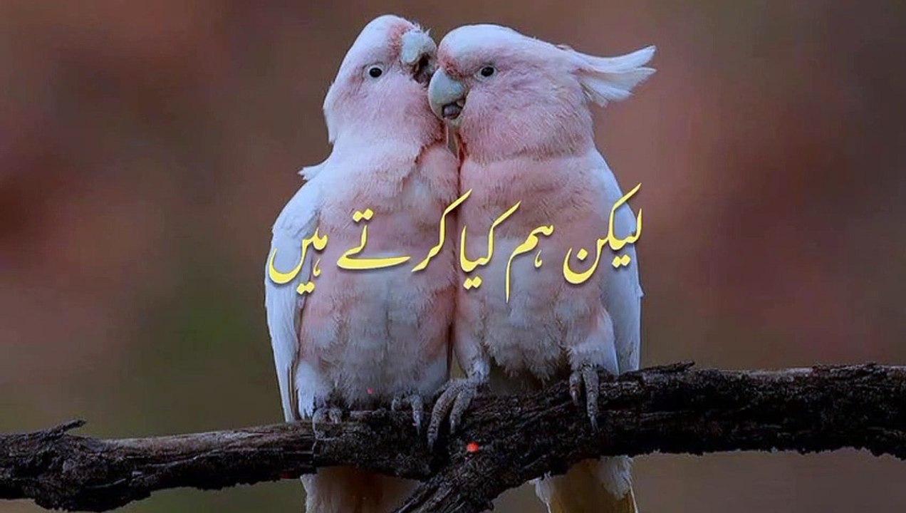 Dil Men Rehna Seekhen l Islamic Video Whatsapp Status l True Lines l Islamic Status