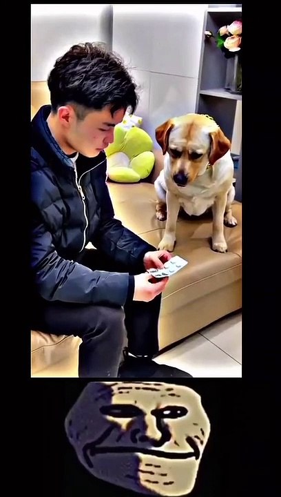 Funny dog | try not to laugh| very funny video