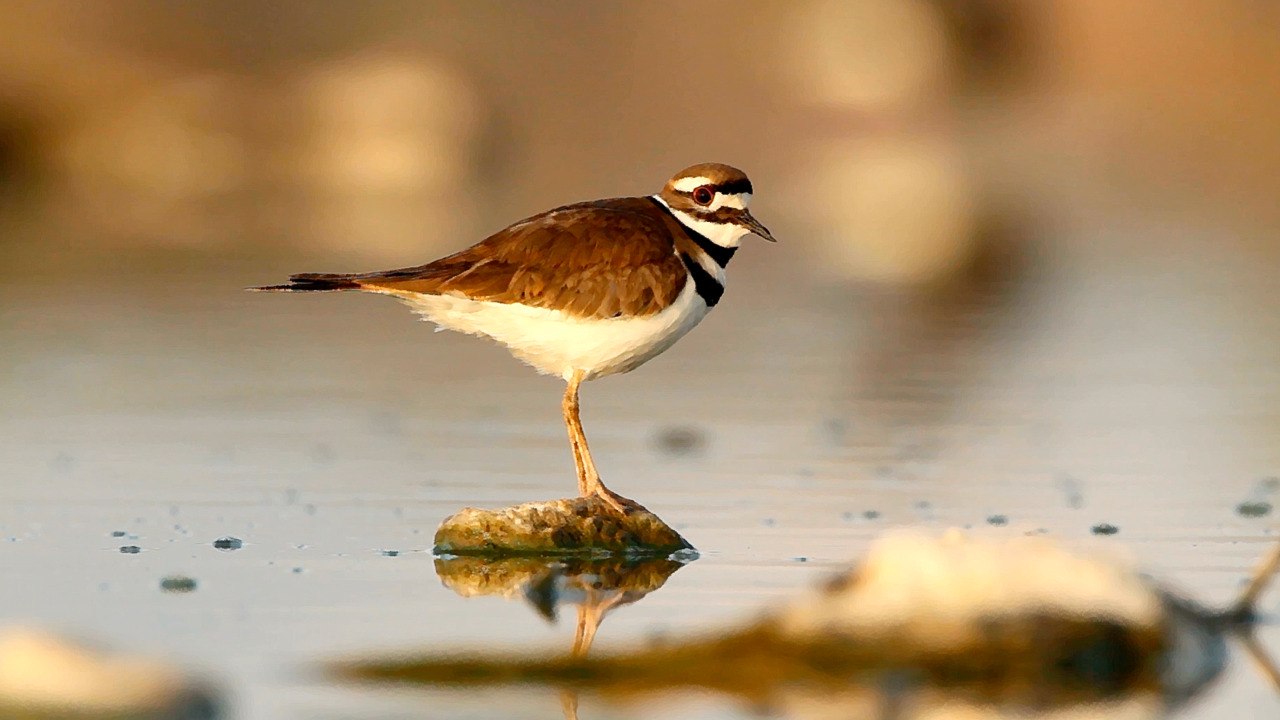After Weeks Of Guarding Nest  Utility Workers Welcome Baby Chicks To South Carolina Parkin