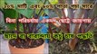 সম্পূর্ণ জৈব উপায়ে ছাদে বা ব্যালকোনিতে সহজে কচু চাষ পদ্ধতি  || Grow Taro Plant at Rooftop Garden