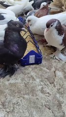 MASHA ALLAH mix fancy pigeons ❤️ #viral