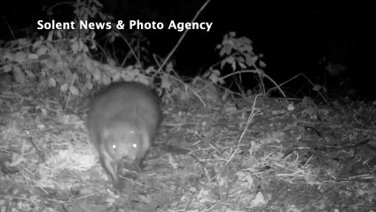 Footage of the beaver caught on 'stealth camera'