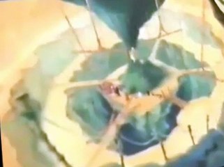 Noah's Island Noah’s Island S01 E012 The Skating Rhinoceros