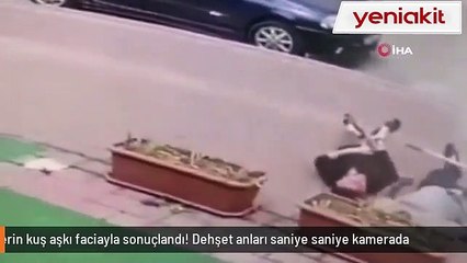 Gençlerin kuş sevgisi feci sonuçlandı! Dehşet anları böyle görüntülendi