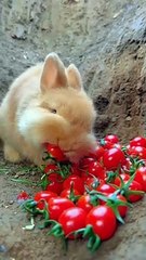 Lovely rabit