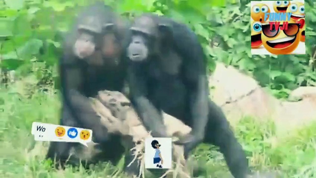 funny 1video_2023_04_